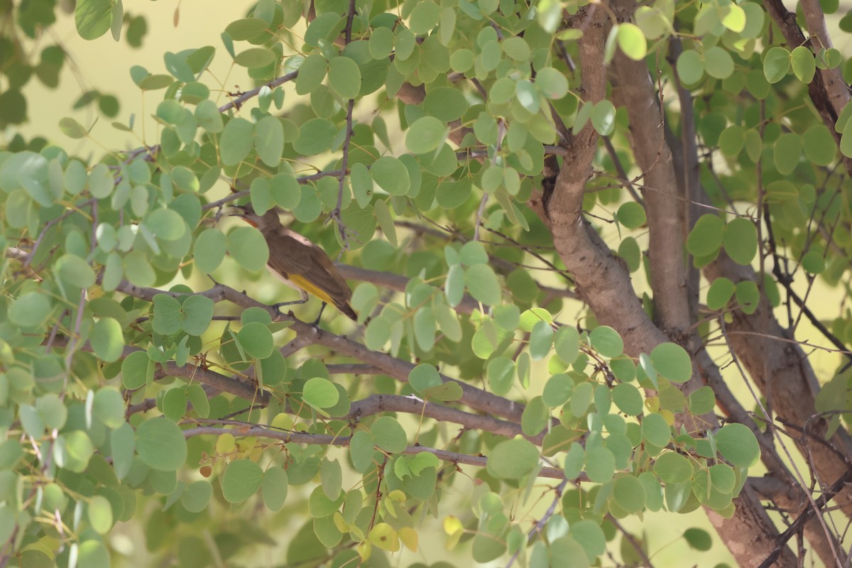 Rufous-throated Honeyeater - ML645933217