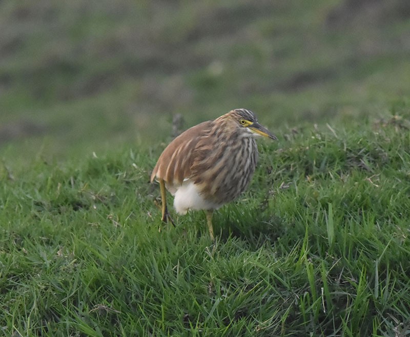 Indian Pond-Heron - ML645933226