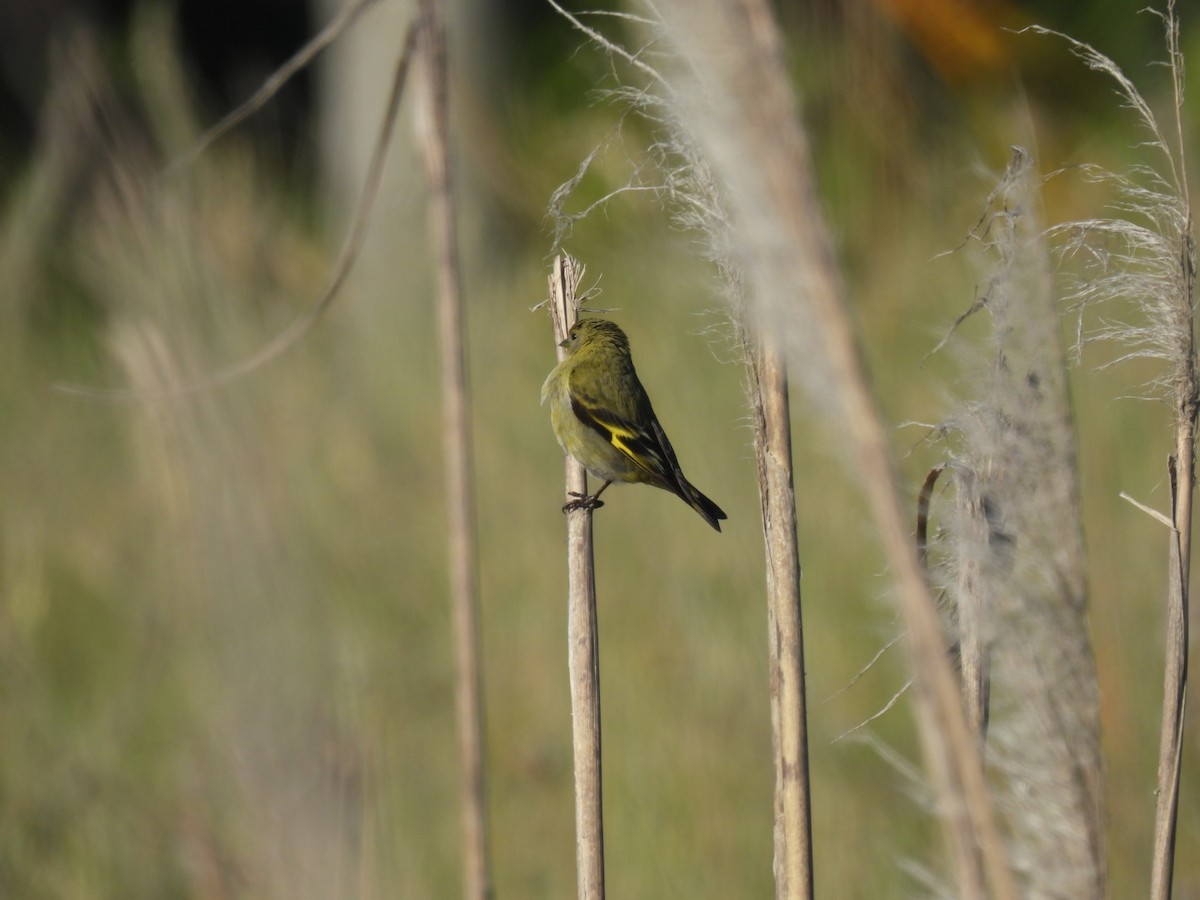 Hooded Siskin - ML645933229