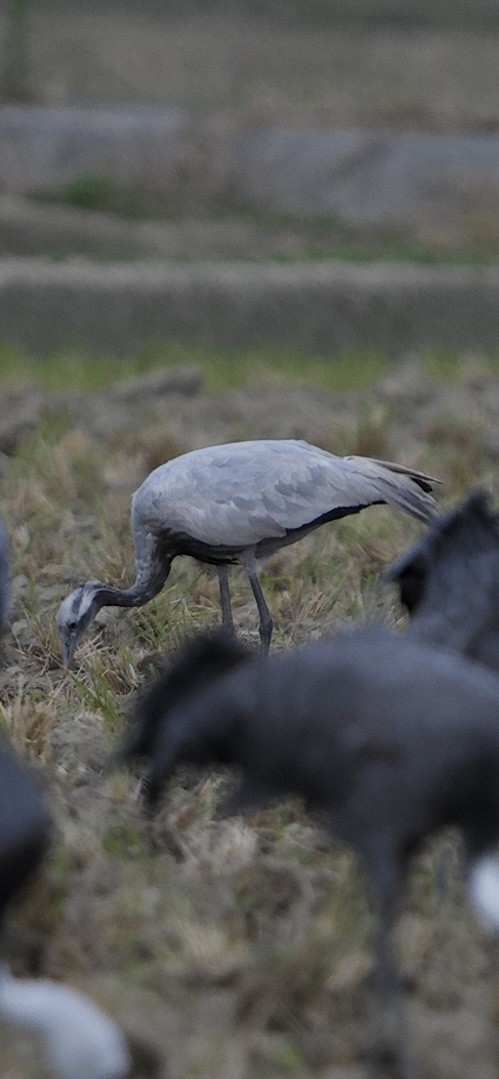 jeřáb panenský - ML645933232