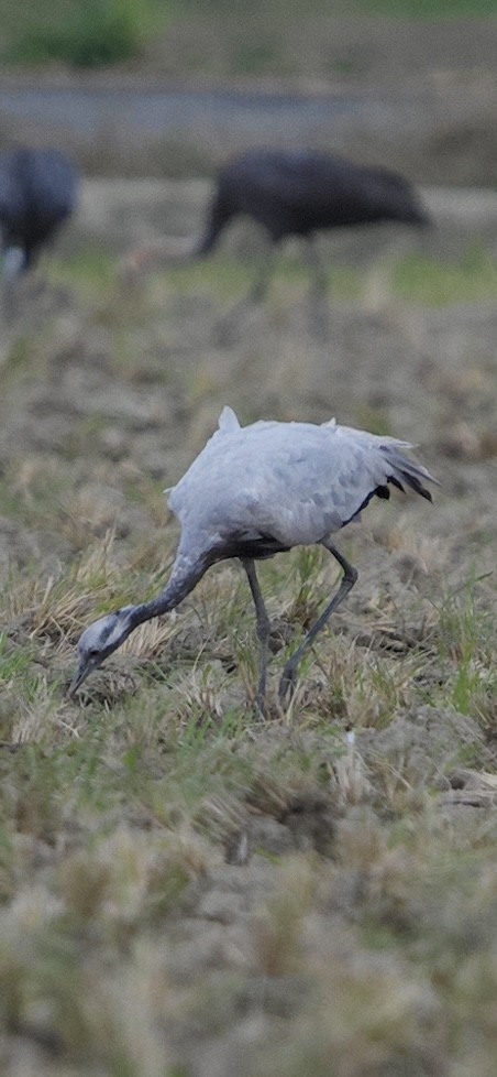 jeřáb panenský - ML645933233