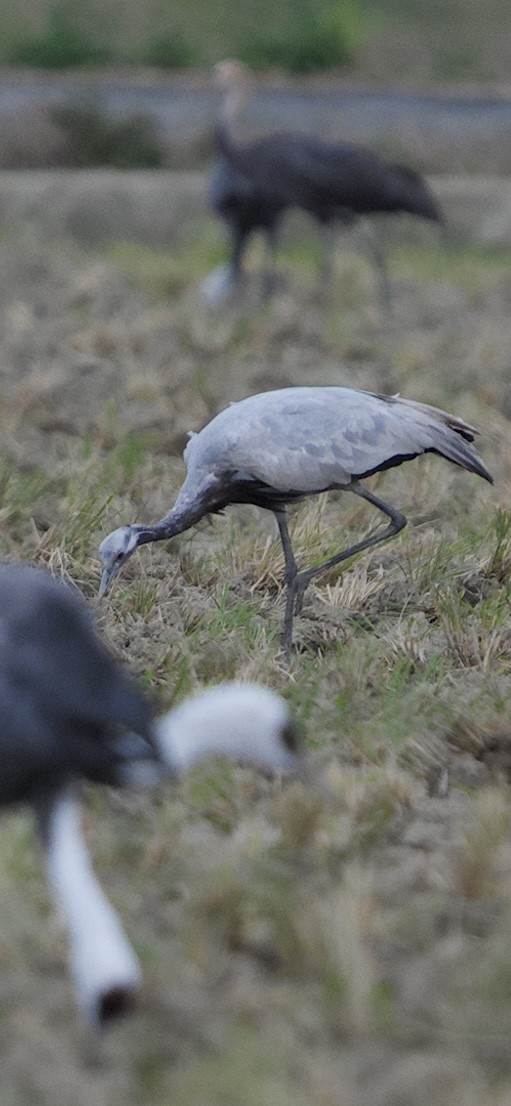 jeřáb panenský - ML645933234