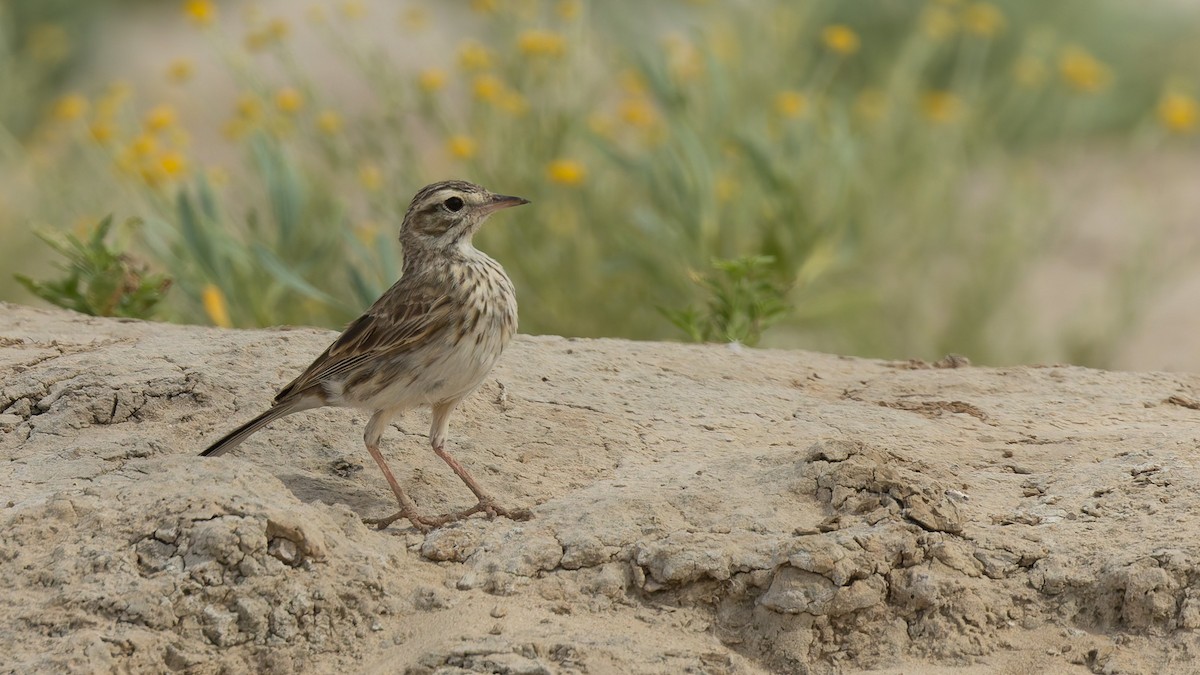 Australian Pipit - ML645933237