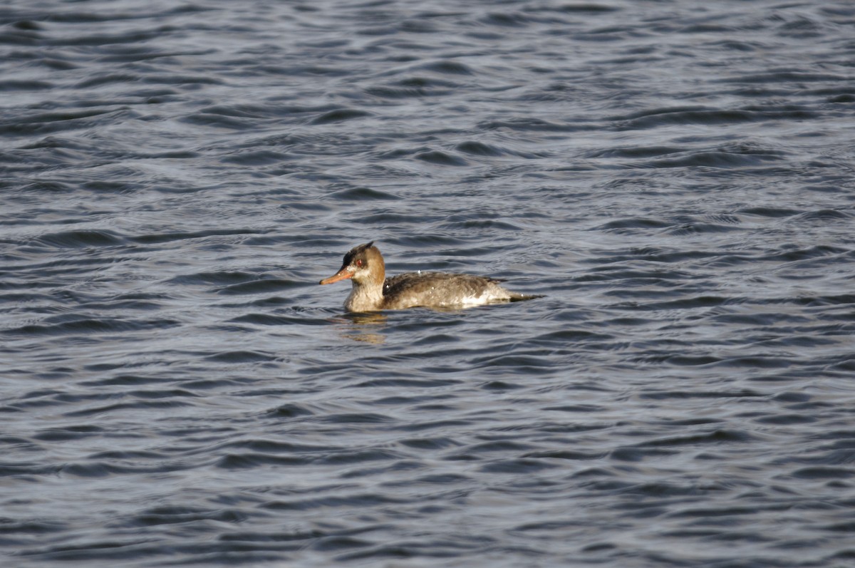 Tarakdiş - ML645933248