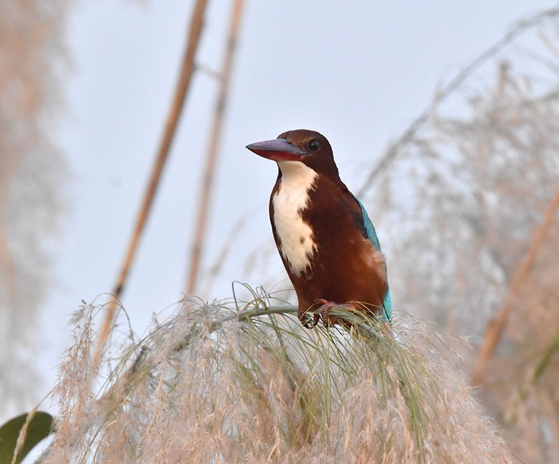 İzmir Yalıçapkını - ML645933249