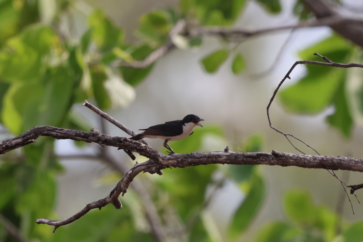 Küçük Atom Monarkı - ML645933250