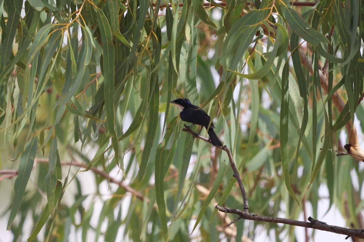 Küçük Atom Monarkı - ML645933251