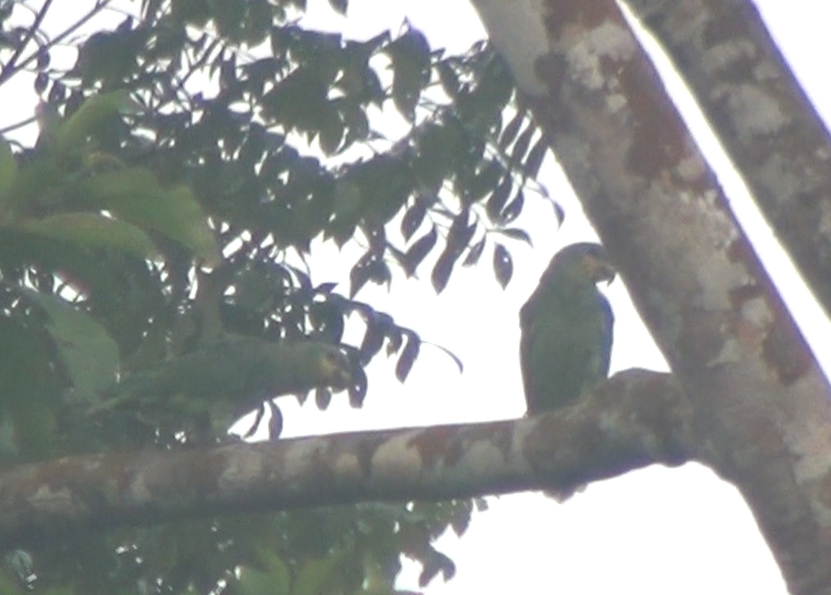 Venezüela Amazonu - ML645933252