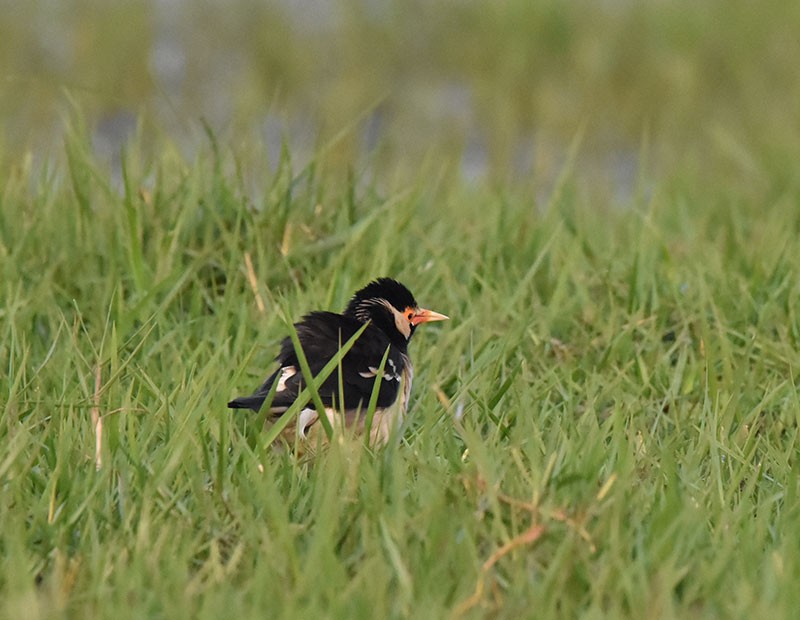 Hint Alaca Sığırcığı - ML645933255