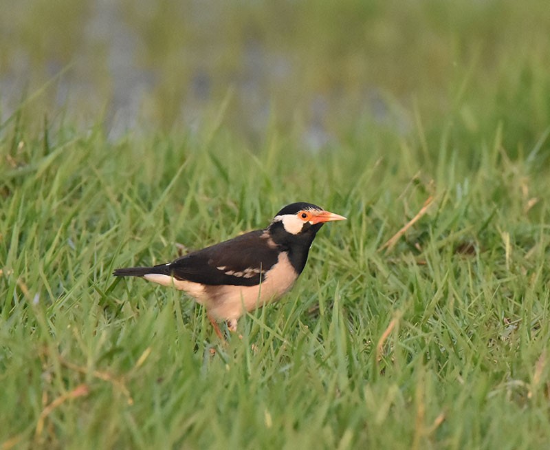 Hint Alaca Sığırcığı - ML645933256