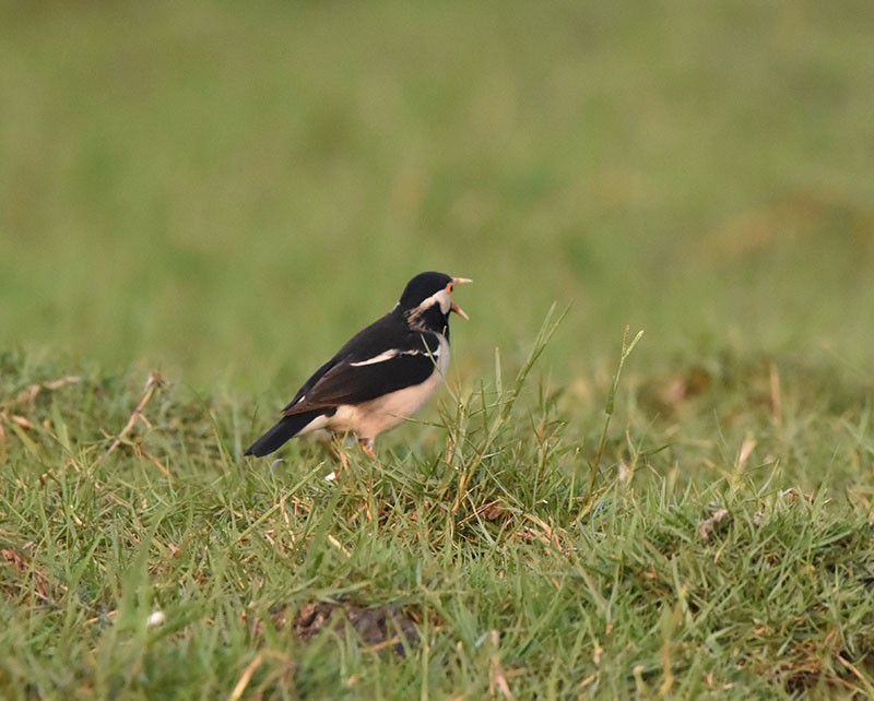 Hint Alaca Sığırcığı - ML645933257