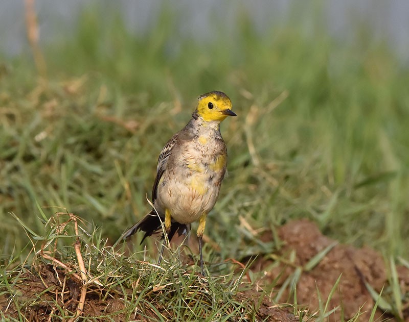 Sarı Başlı Kuyruksallayan - ML645933262