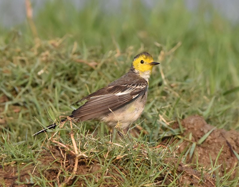 Sarı Başlı Kuyruksallayan - ML645933263