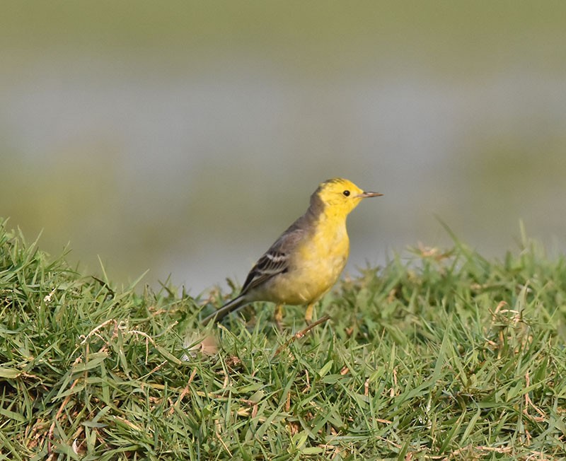 Sarı Başlı Kuyruksallayan - ML645933264