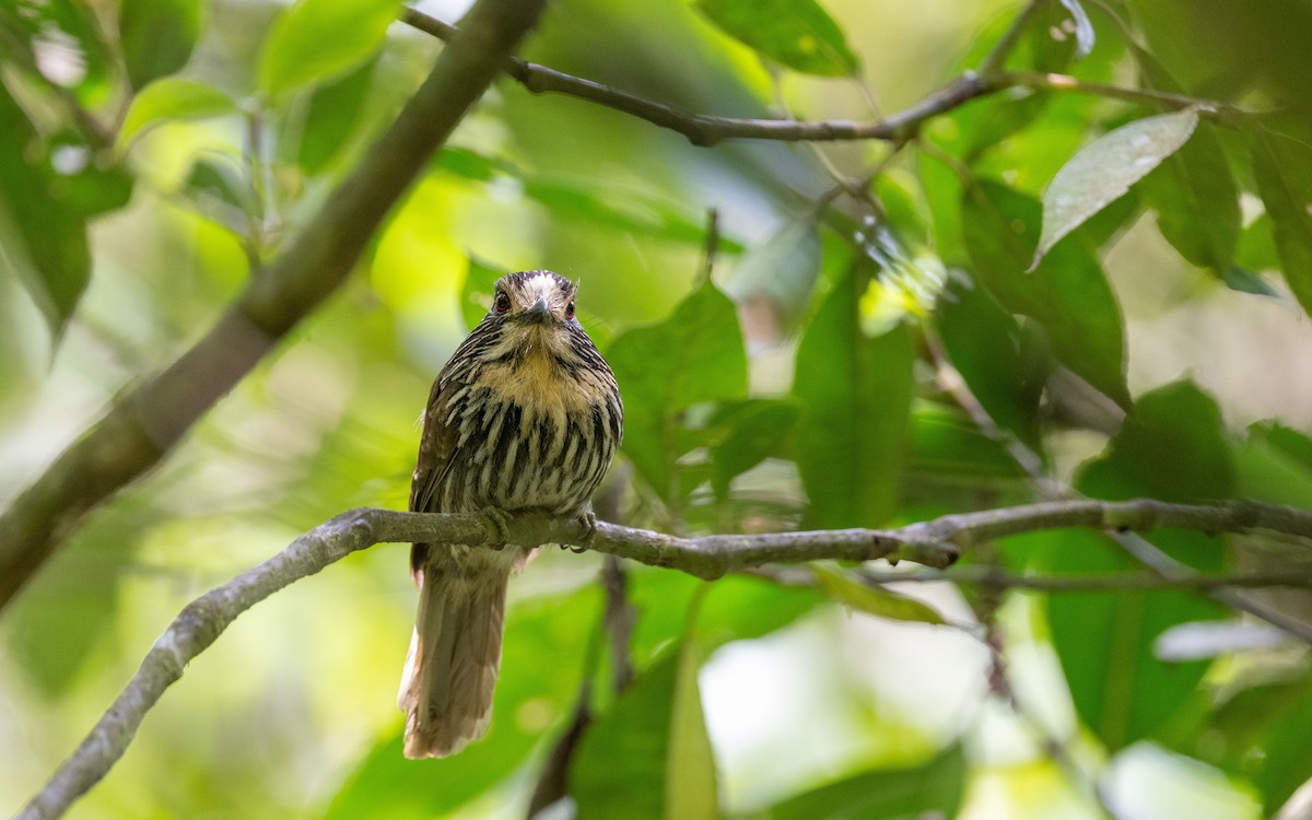 Siyah Çizgili Pufkuşu - ML645933269