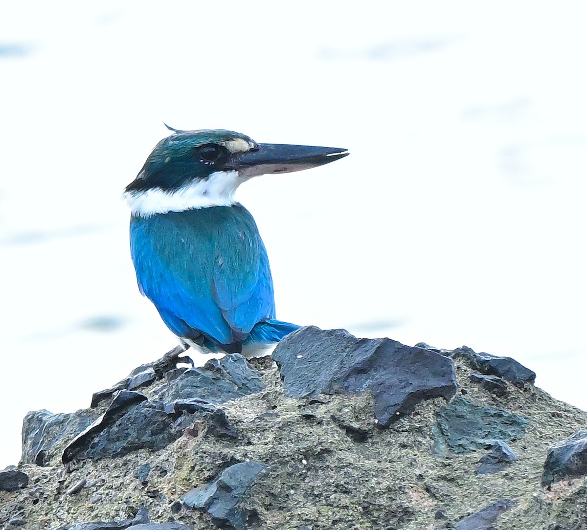 Ak Yakalı Yalıçapkını - ML645933273