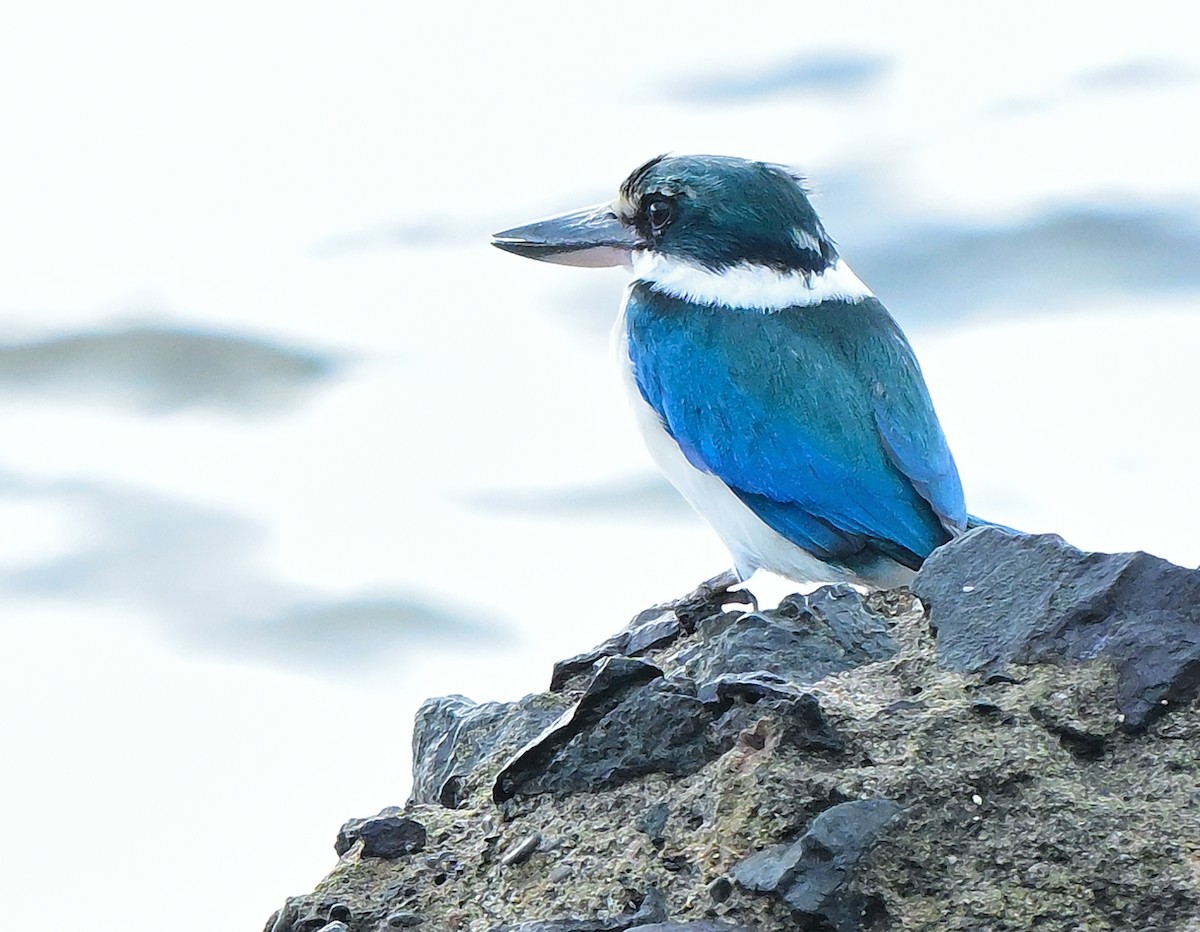 Ak Yakalı Yalıçapkını - ML645933274