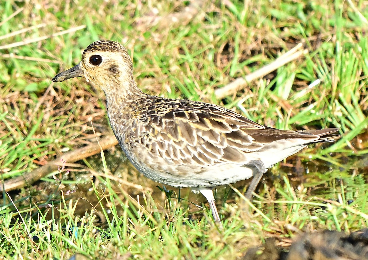 Küçük Altın Yağmurcun - ML645933275