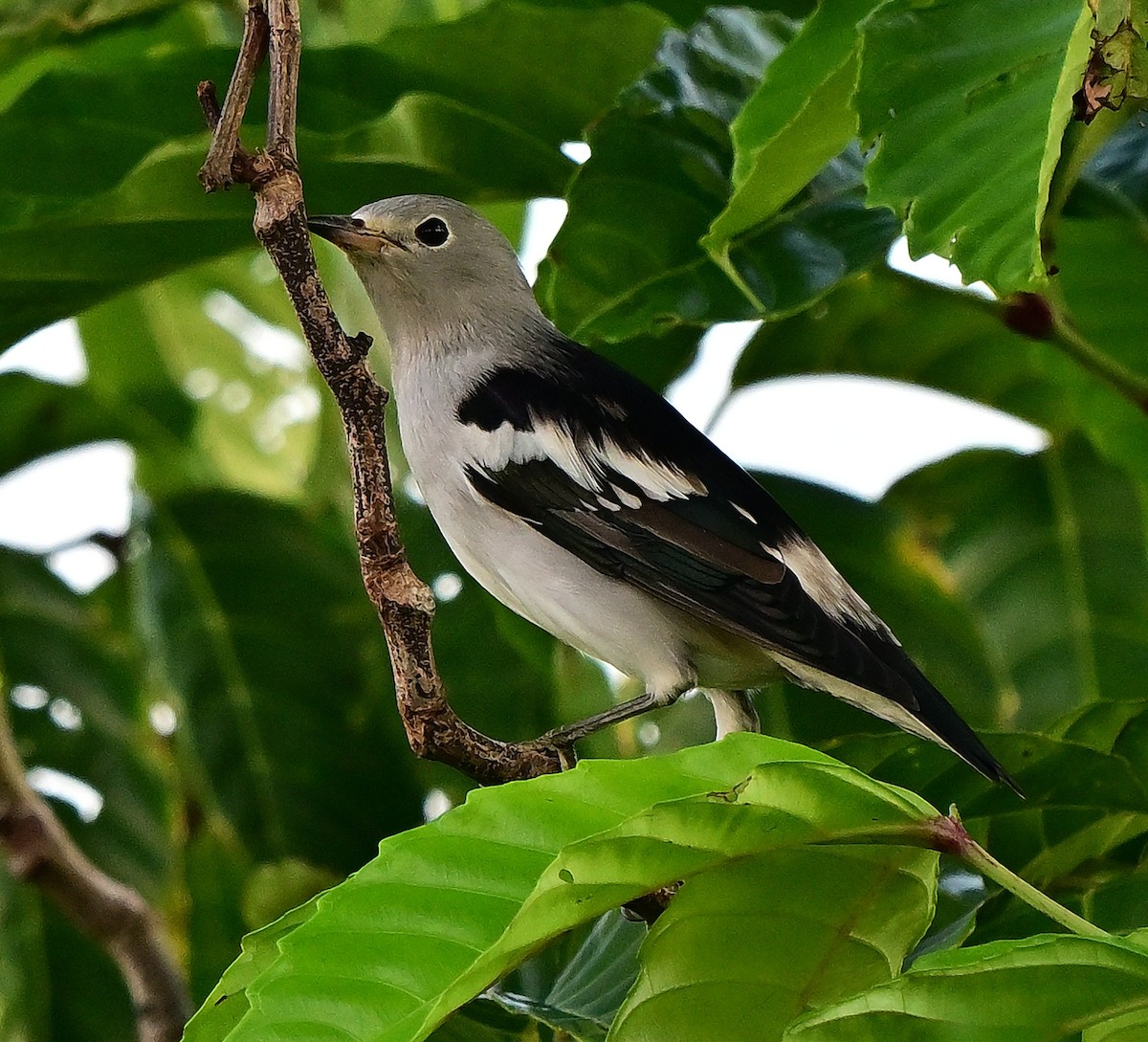 Moğol Sığırcığı - ML645933276