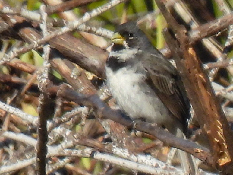 Çift Halkalı Tohumcul - ML645933277