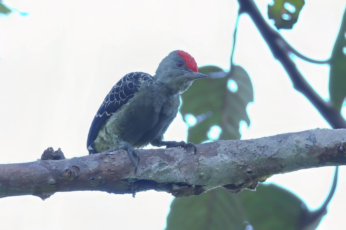 Kırmızı Tepeli Gri Ağaçkakan - ML645933278