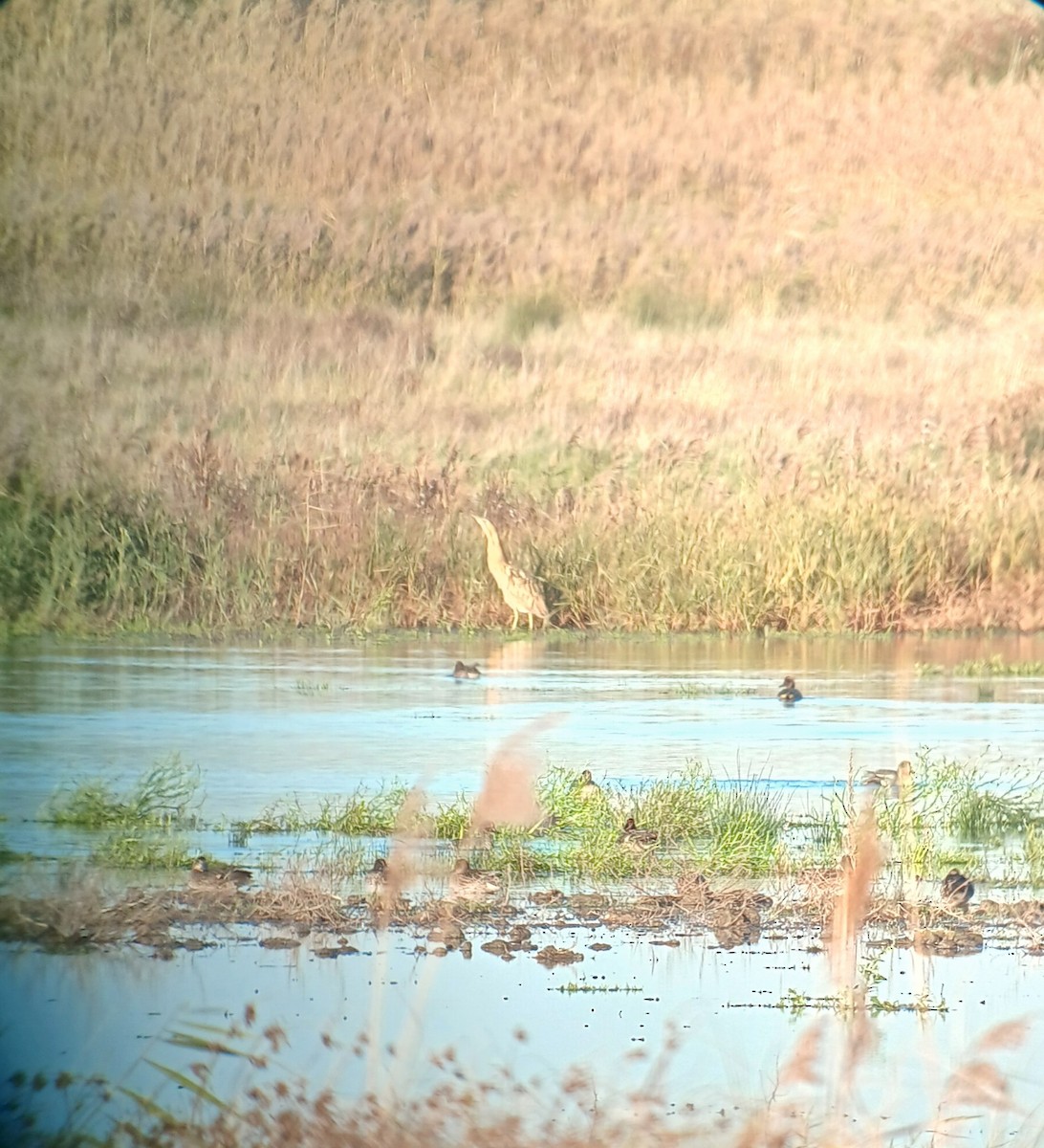 Balaban - ML645933279