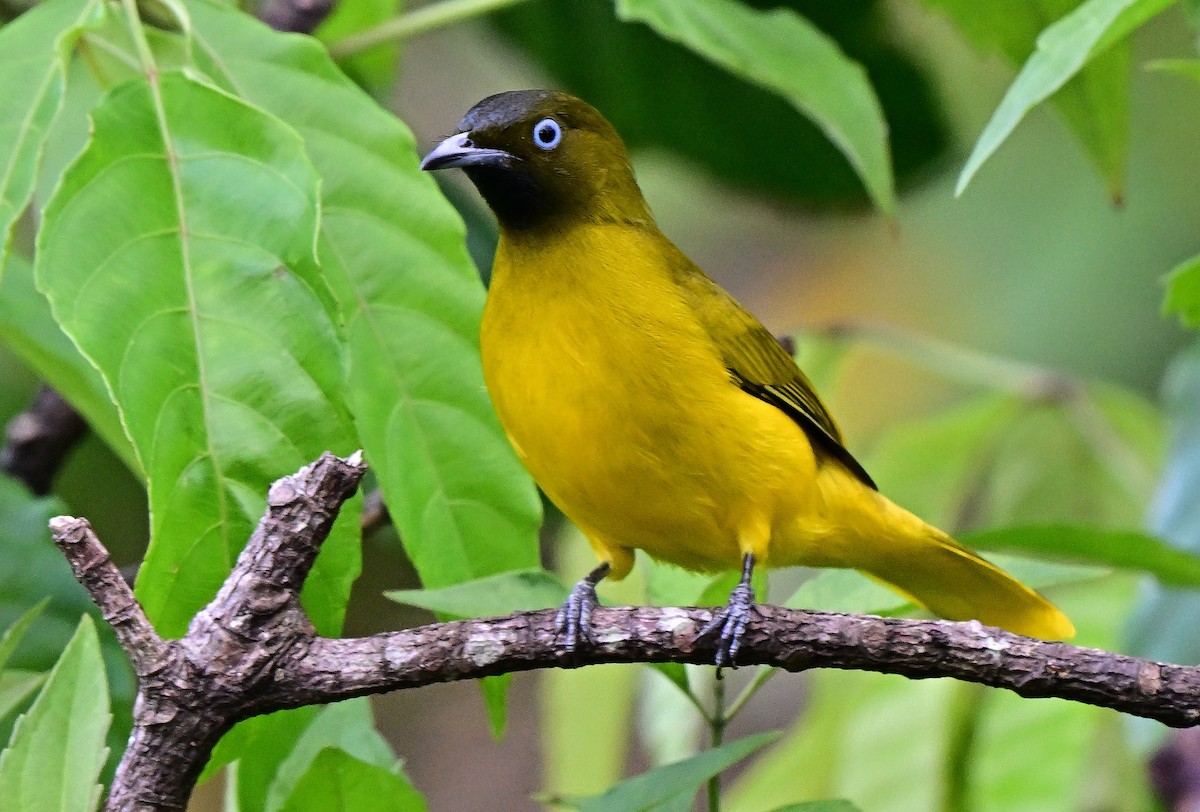 Andaman Arapbülbülü - ML645933280