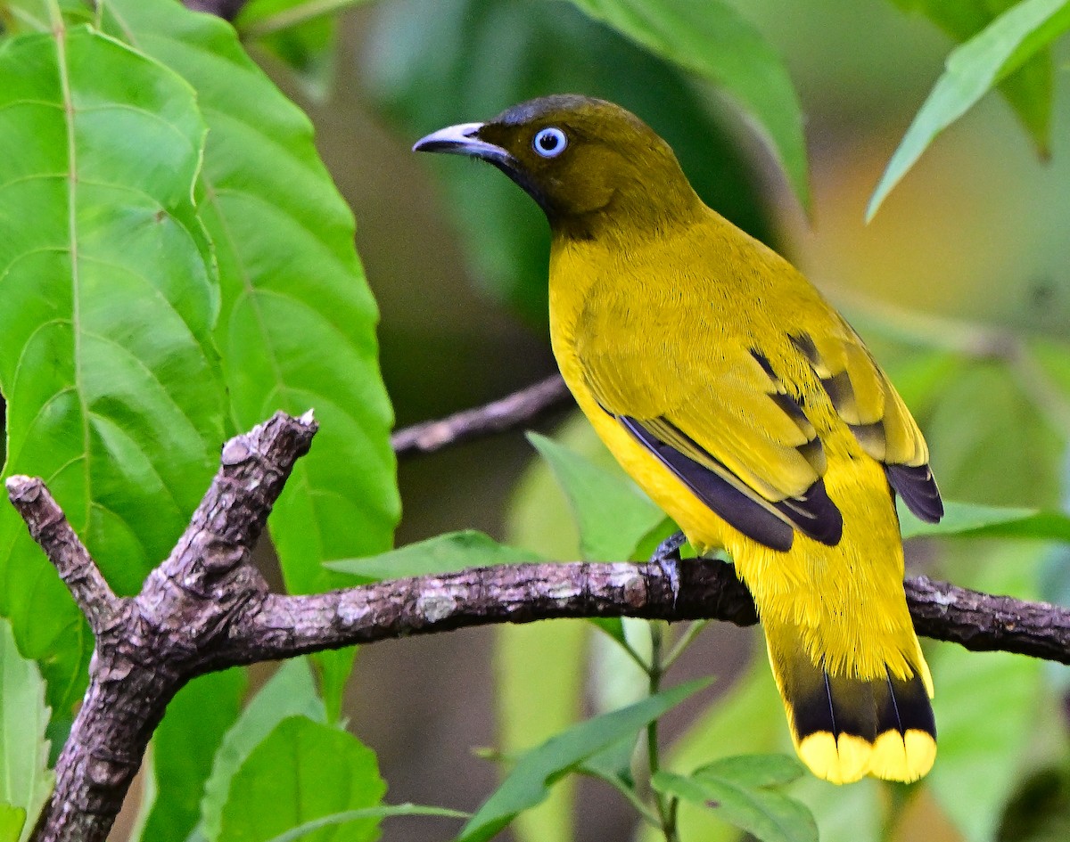 Andaman Arapbülbülü - ML645933281