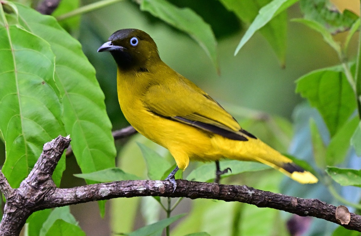 Andaman Arapbülbülü - ML645933282