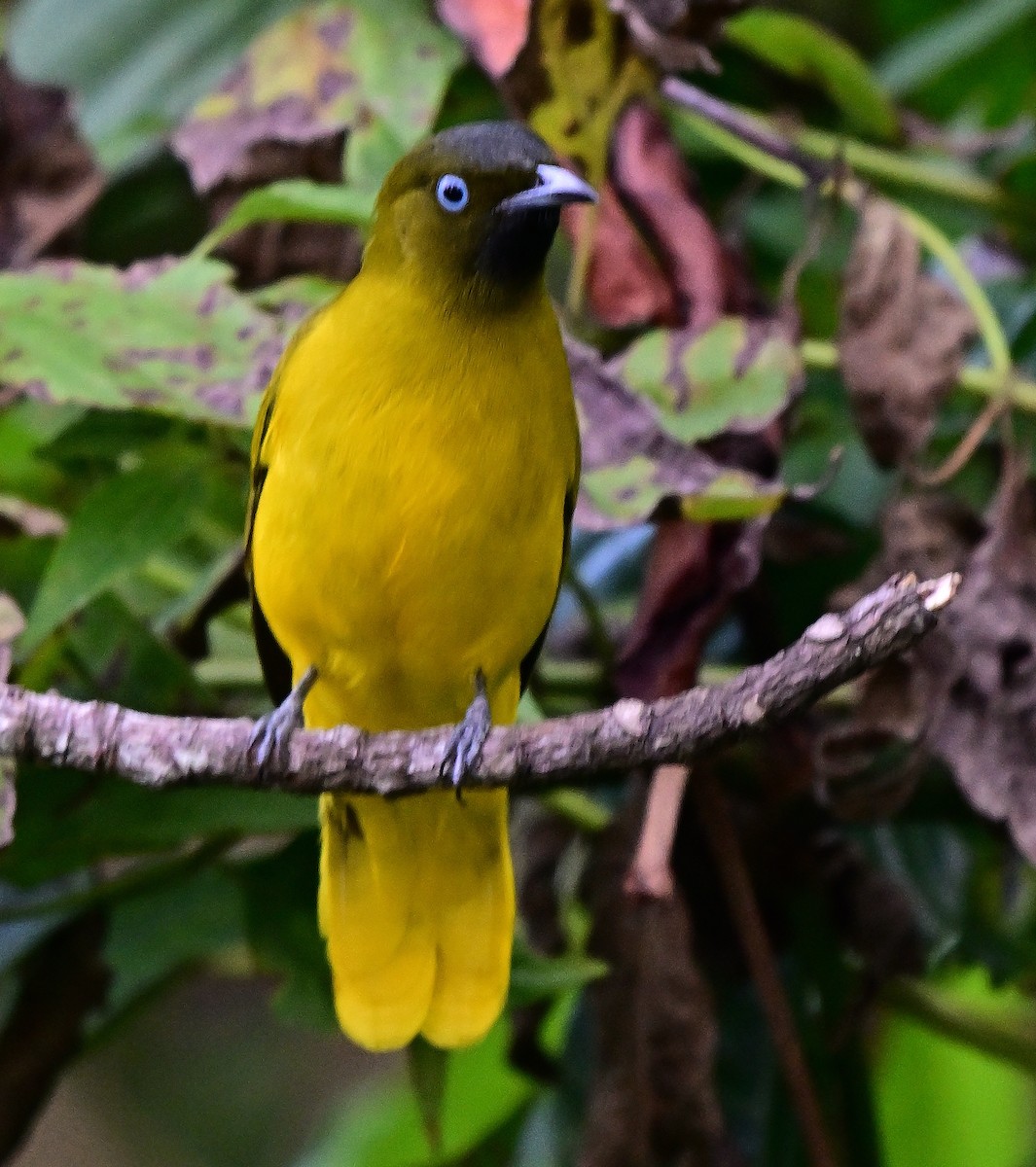 Andaman Arapbülbülü - ML645933283