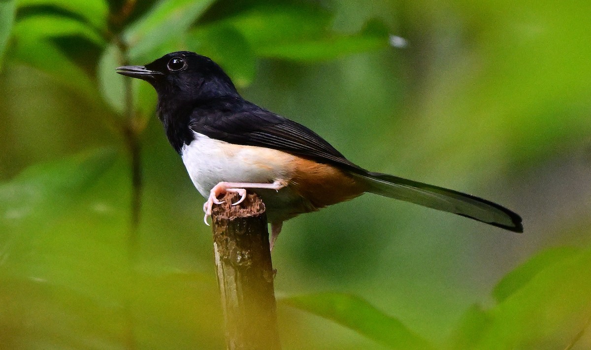 Andaman Şaması - ML645933284