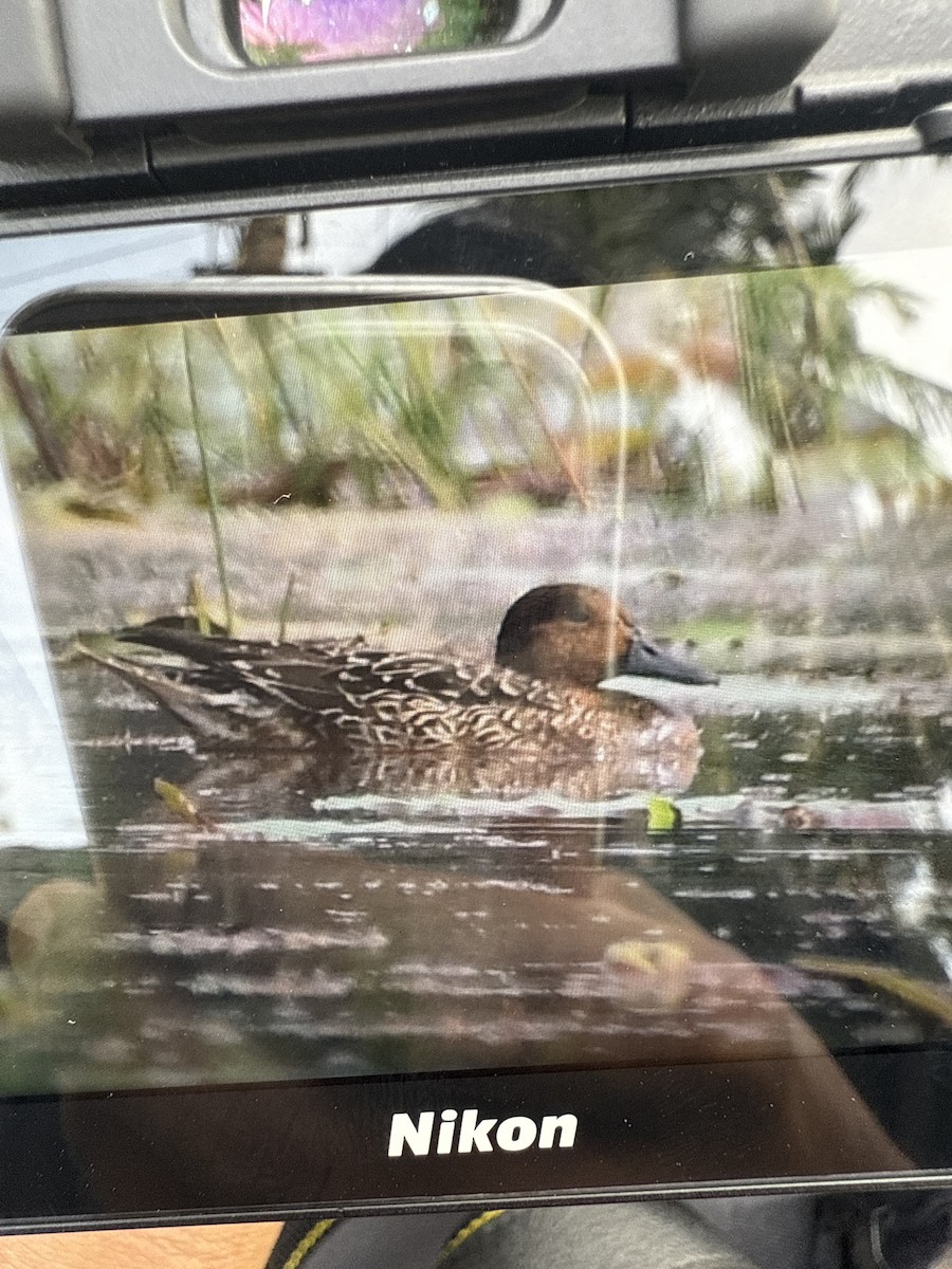 尖尾鴨 - ML645933285