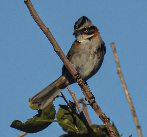 Rufous-collared Sparrow - ML645933287