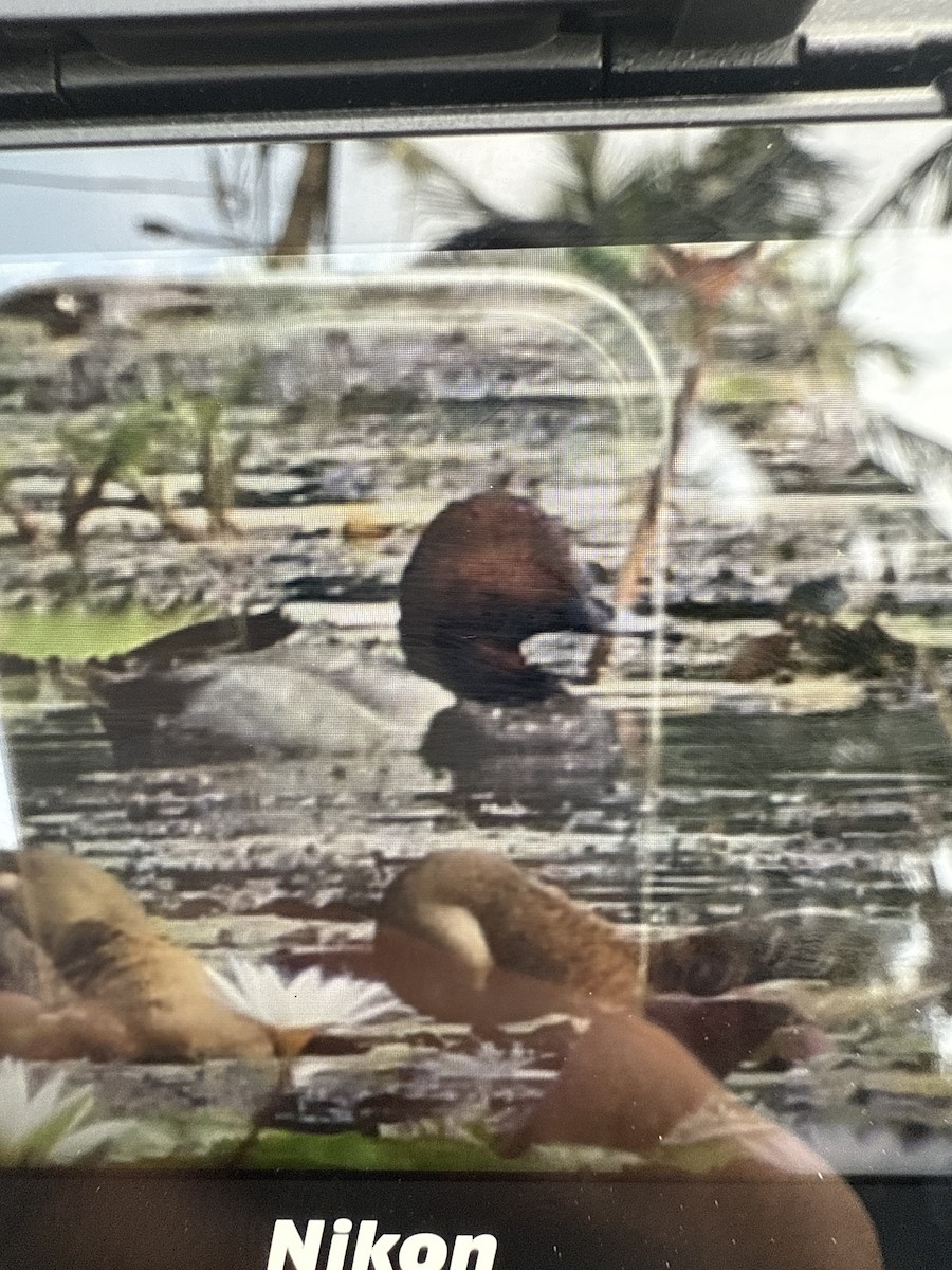 Common Pochard - ML645933288