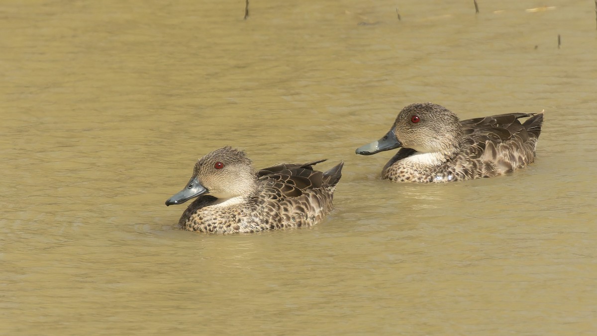 Gray Teal - ML645933290