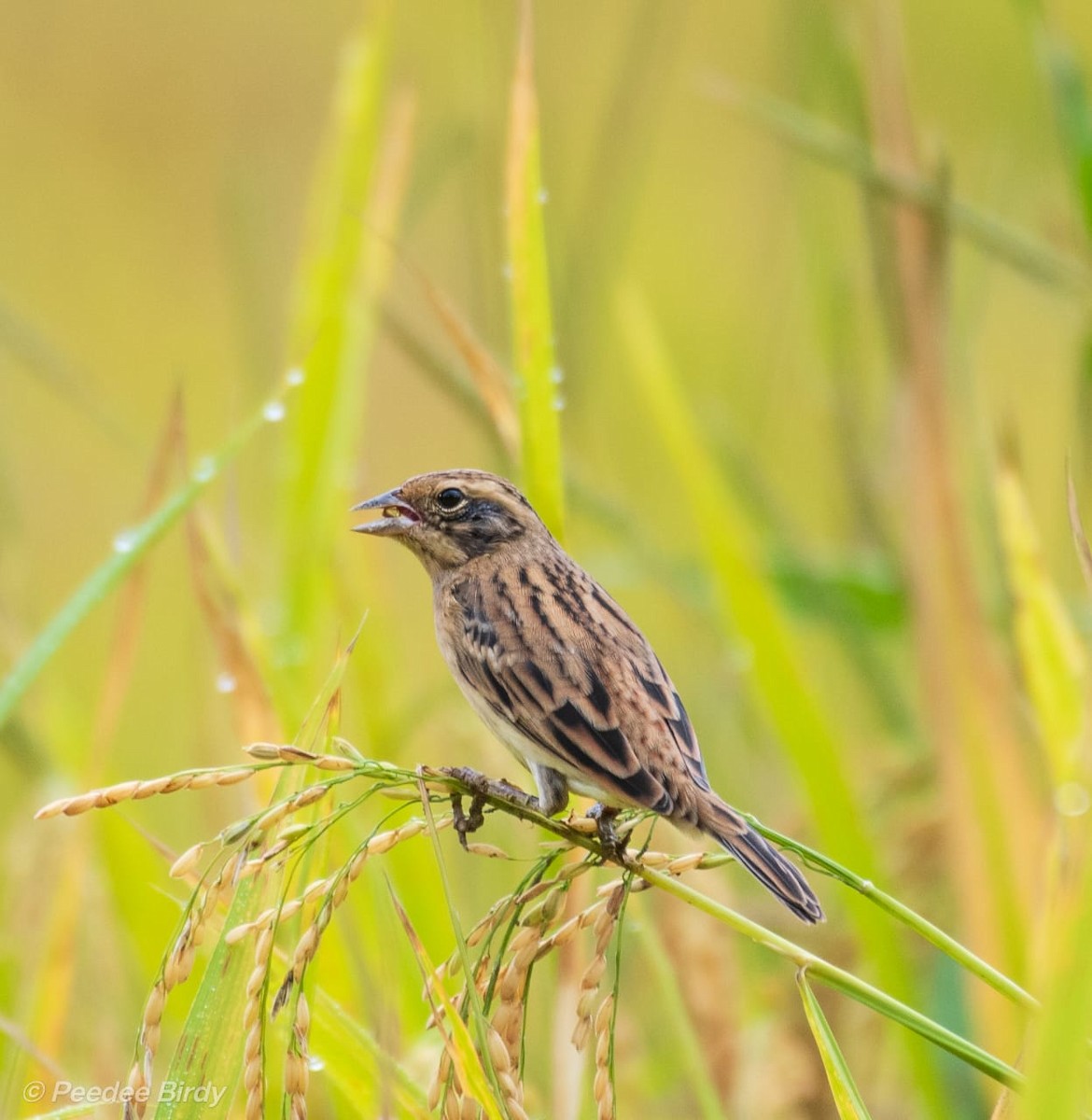 Вівсянка лучна - ML645933292