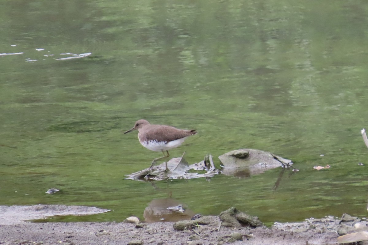 白腰草鷸 - ML645933295