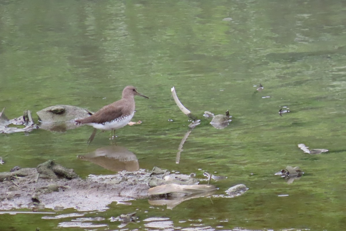 白腰草鷸 - ML645933296