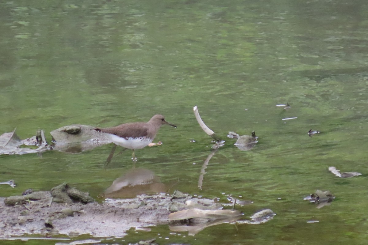 白腰草鷸 - ML645933297