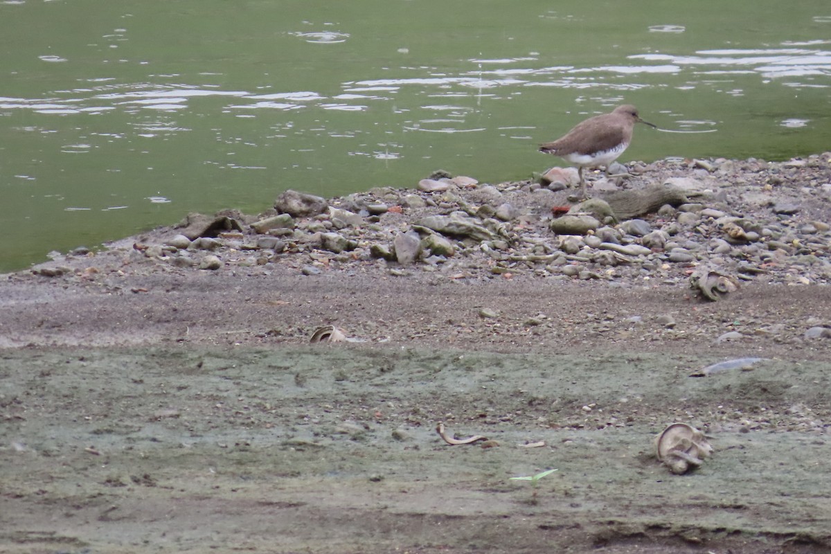 白腰草鷸 - ML645933298