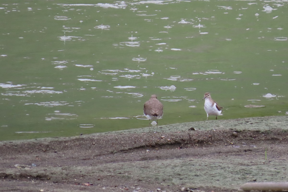 白腰草鷸 - ML645933299