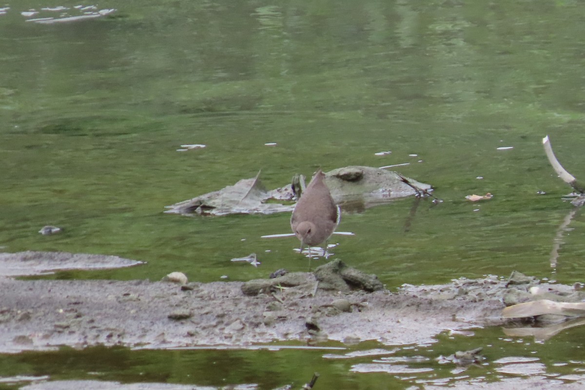 白腰草鷸 - ML645933300