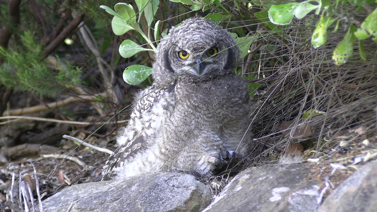 Spotted Eagle-Owl - ML645933301