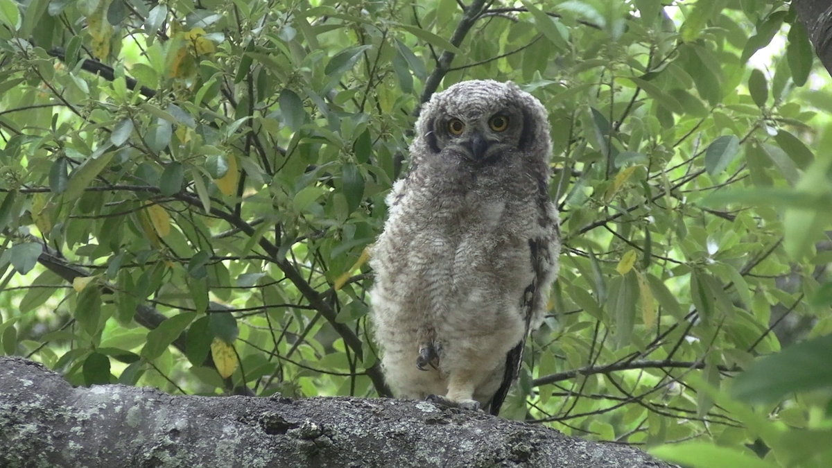 Spotted Eagle-Owl - ML645933304