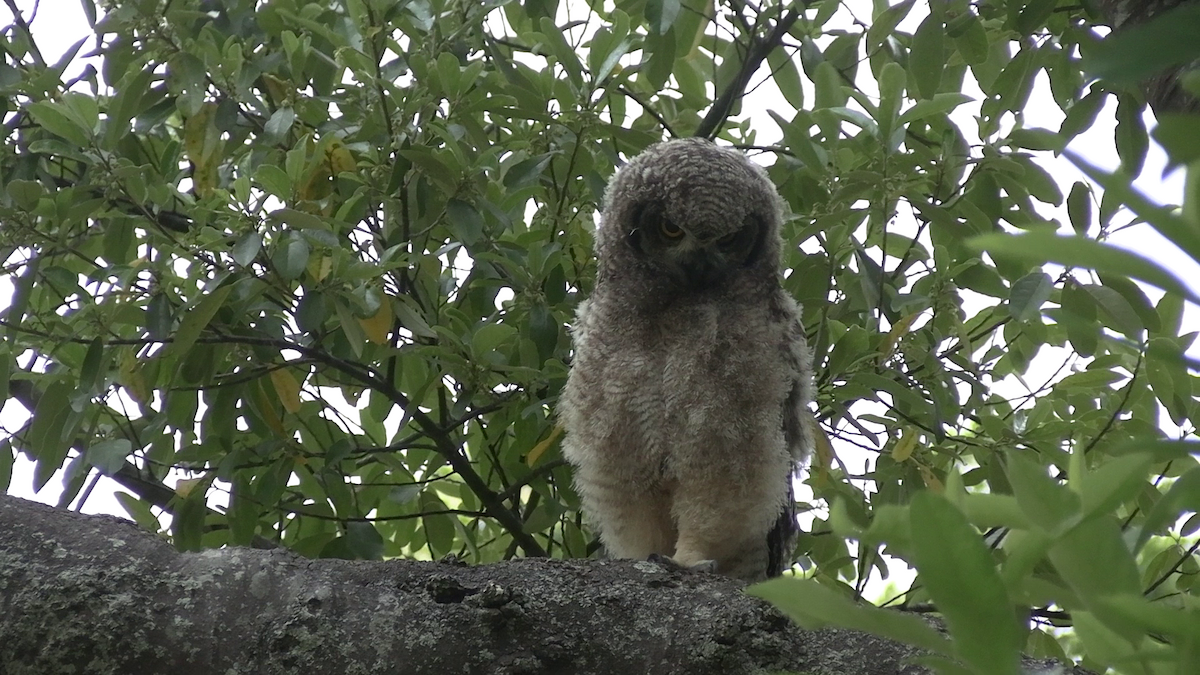 Spotted Eagle-Owl - ML645933308
