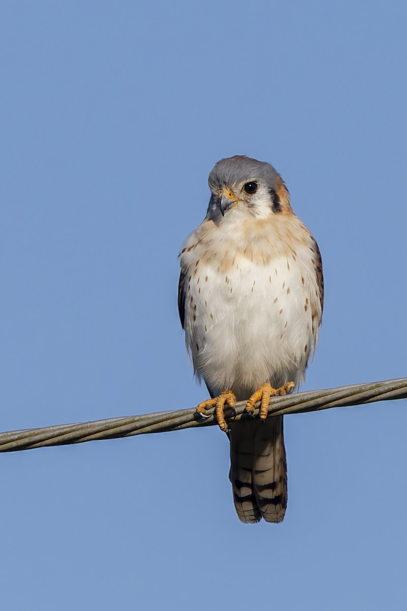American Kestrel (Cuban) - ML645933313