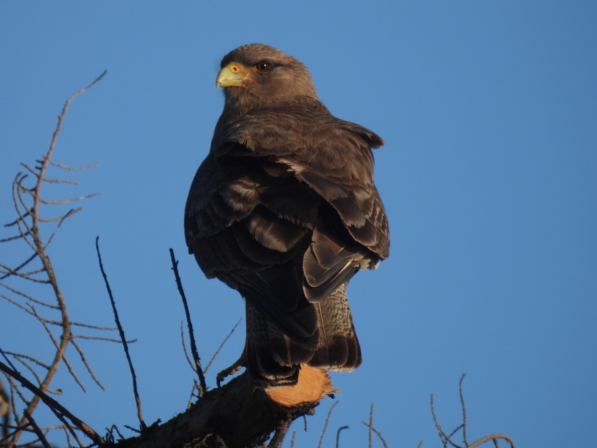 Chimango Caracara - ML645933314