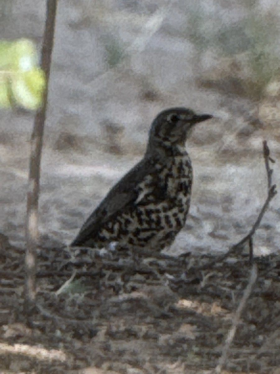 Mistle Thrush - ML645933315