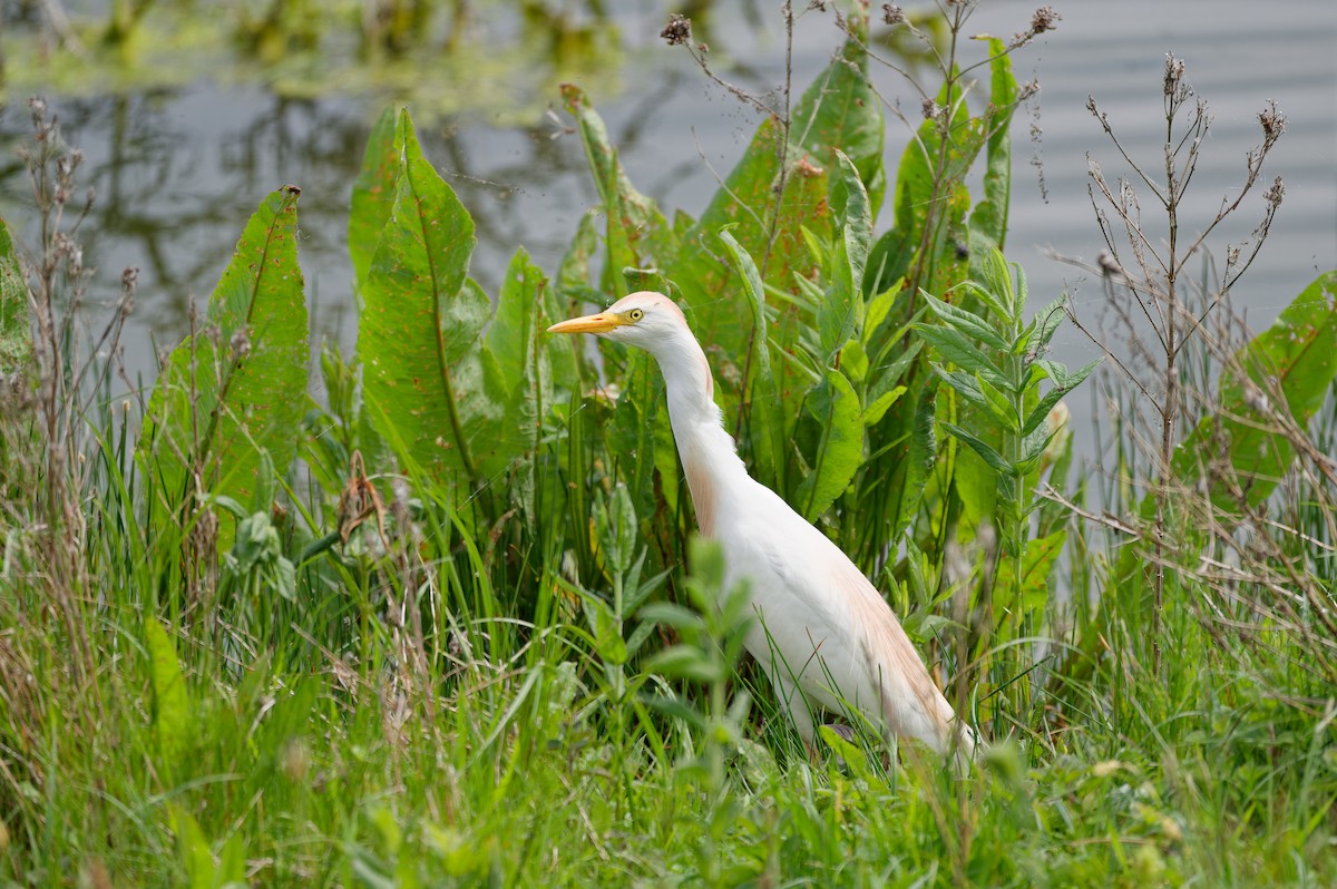 Western Cattle-Egret - ML645933316