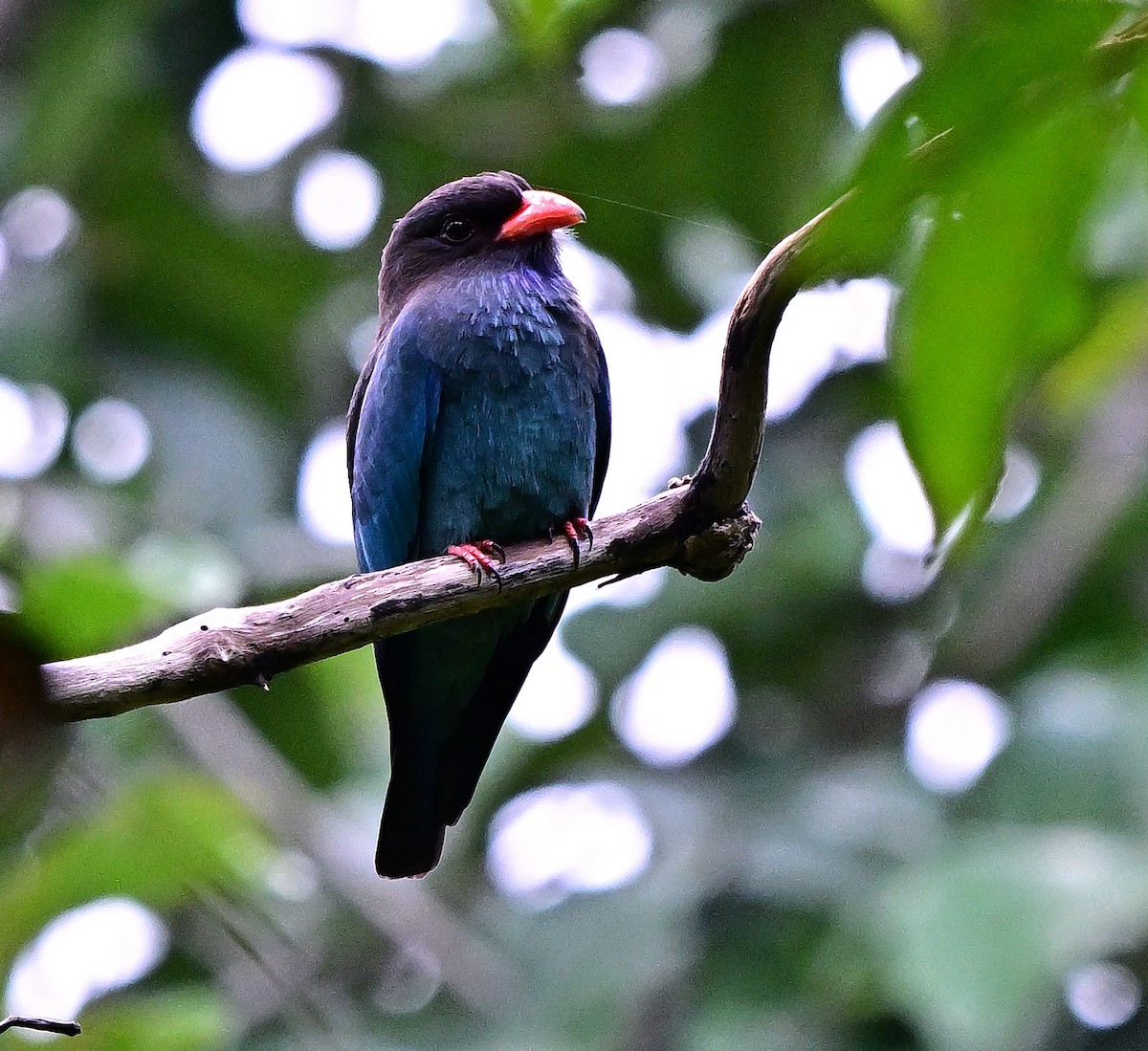 Dollarbird - ML645933317